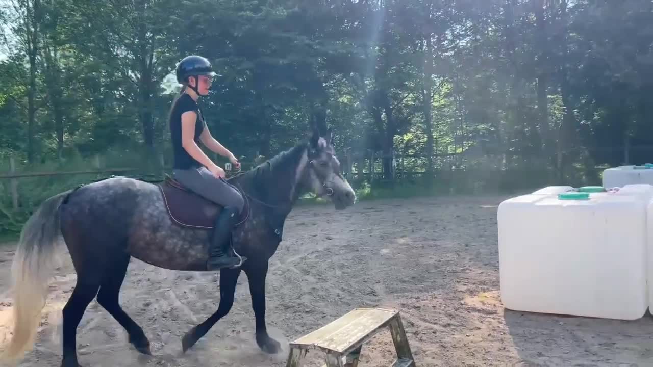 Allround hästar till salu: Trevlig ponny - Video 4