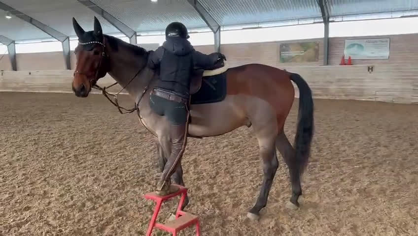 Allround hästar till salu: SWB valack med personlighet i Enköping - Video 1