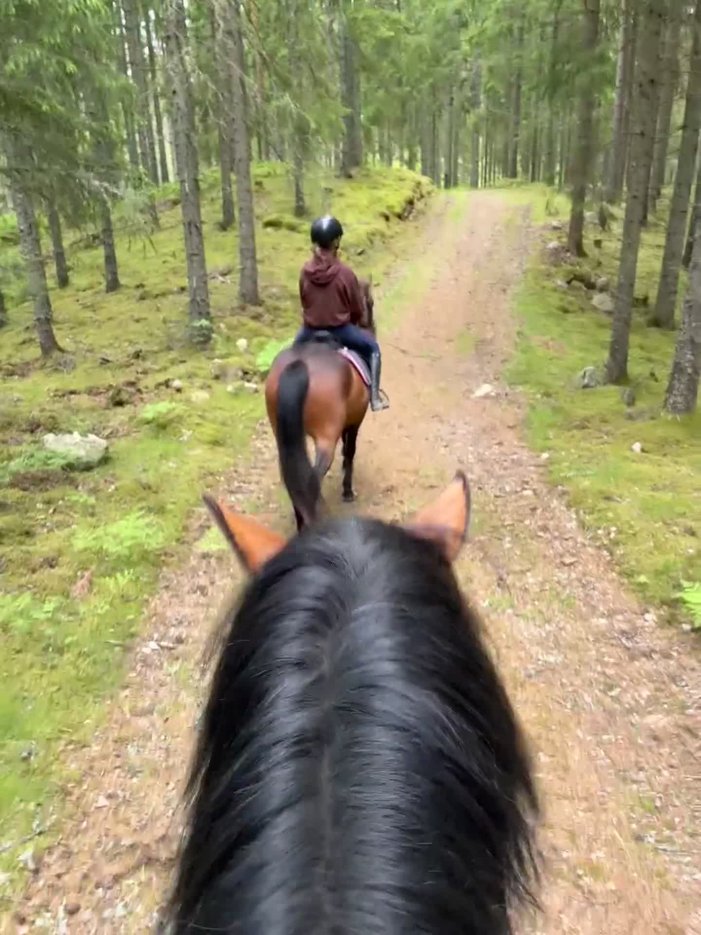 Allround hästar till salu: Arbetsglad o Härlig kille - Video 2