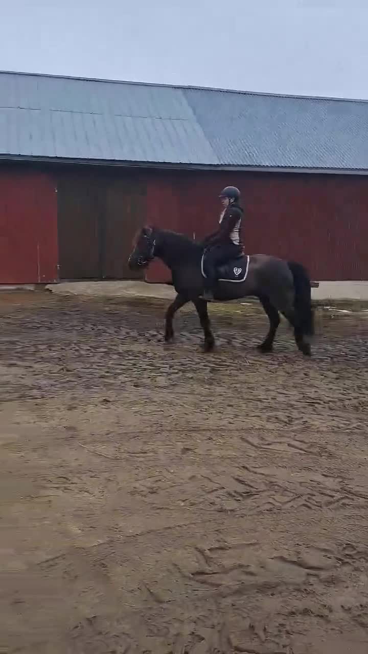 Allround hästar till salu: Snäll och trevlig valack letar nytt hem - Video 1