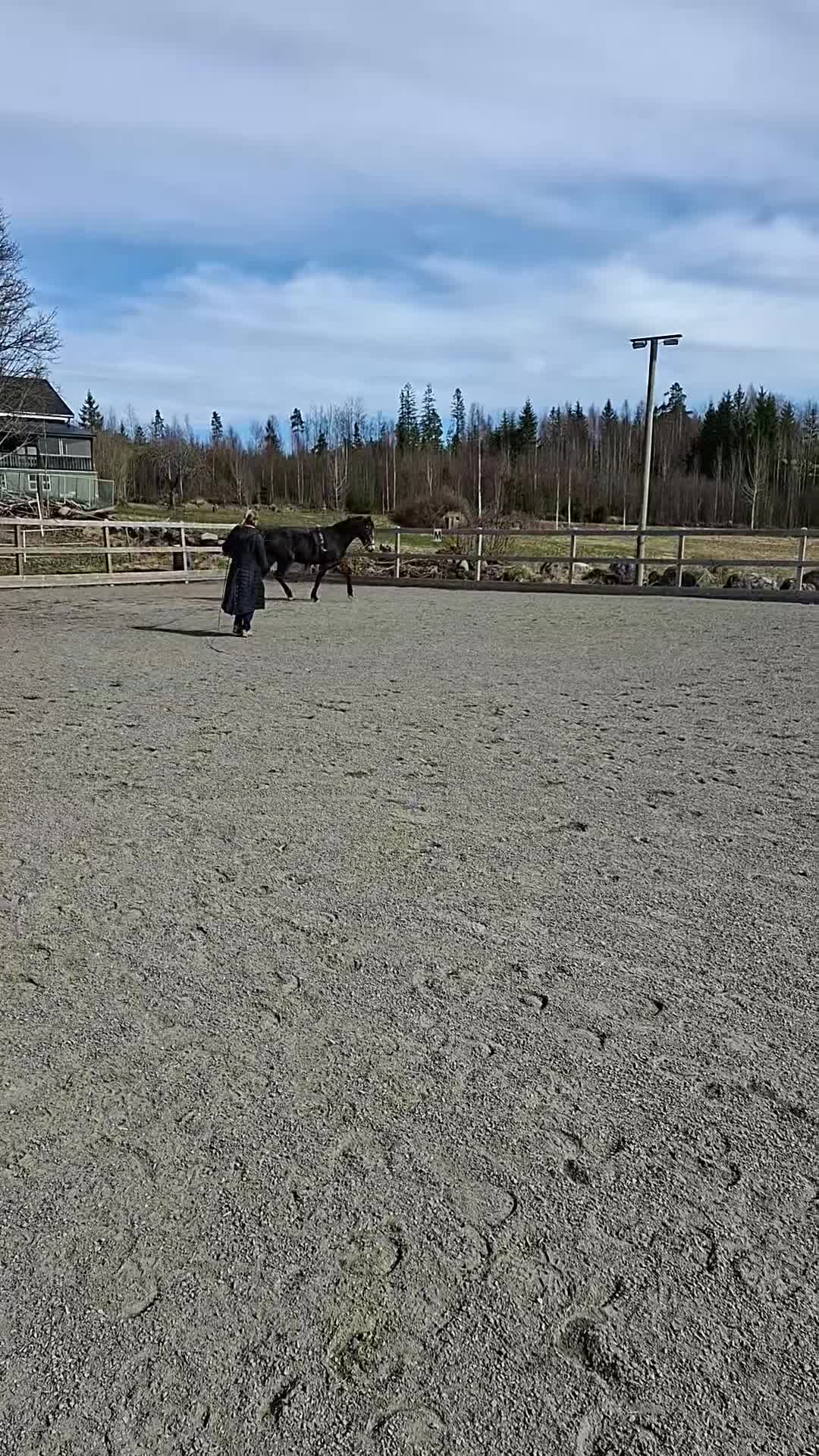 Allround hästar till salu: Överväxt Ridponny - Video 3