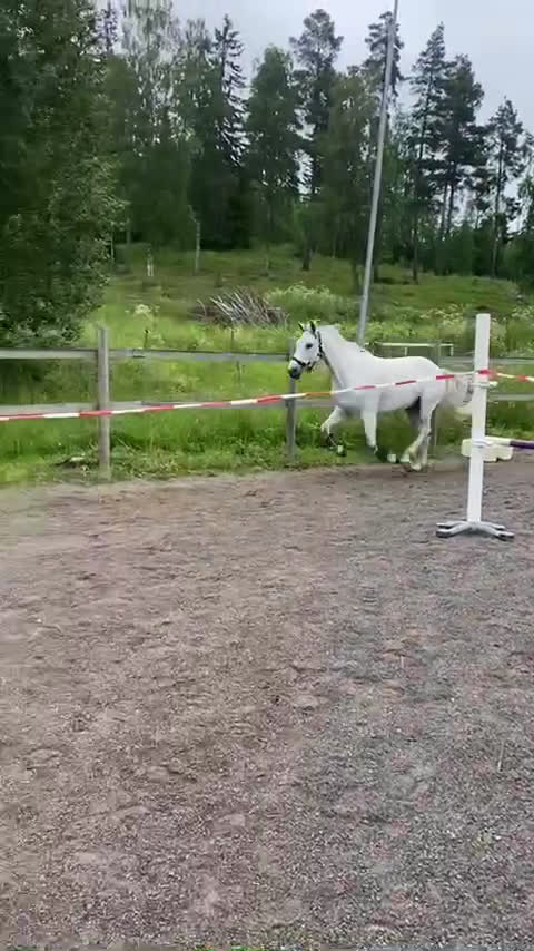 Allround hästar till salu: Unghäst som blir det du gör han till i Sundsvall - Video 1