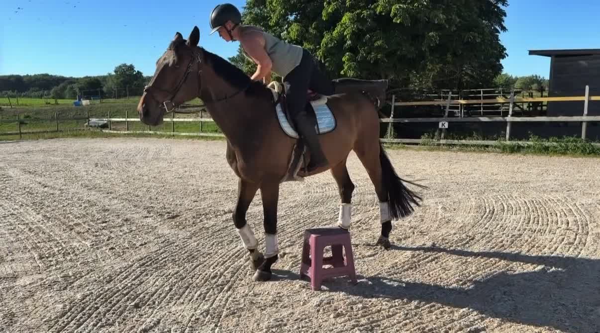 Allround hästar till salu: ⭐️FIN KILLE FÖR DIG SOM VILL UTVECKLA SJÄLv⭐️ - Video 3