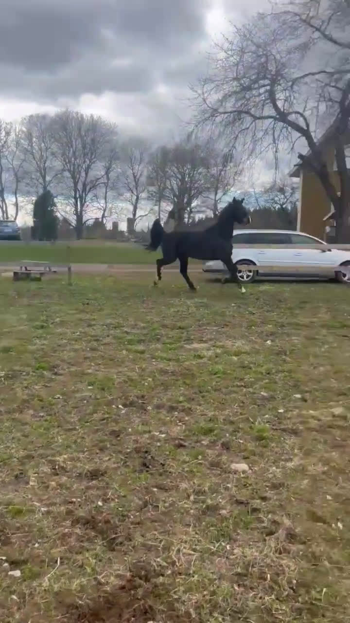 Allround hästar till salu: Vackert sto med framtiden framför sig! i Boxholm - Video 3