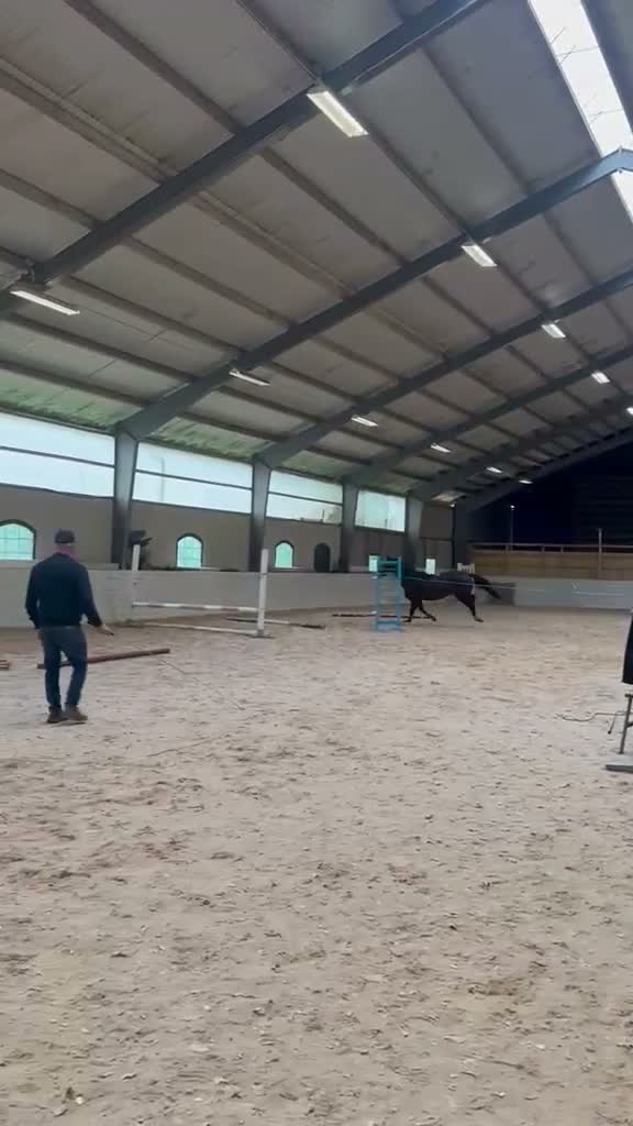 Hoppning hästar till salu: Sto för framtiden  - Video 1