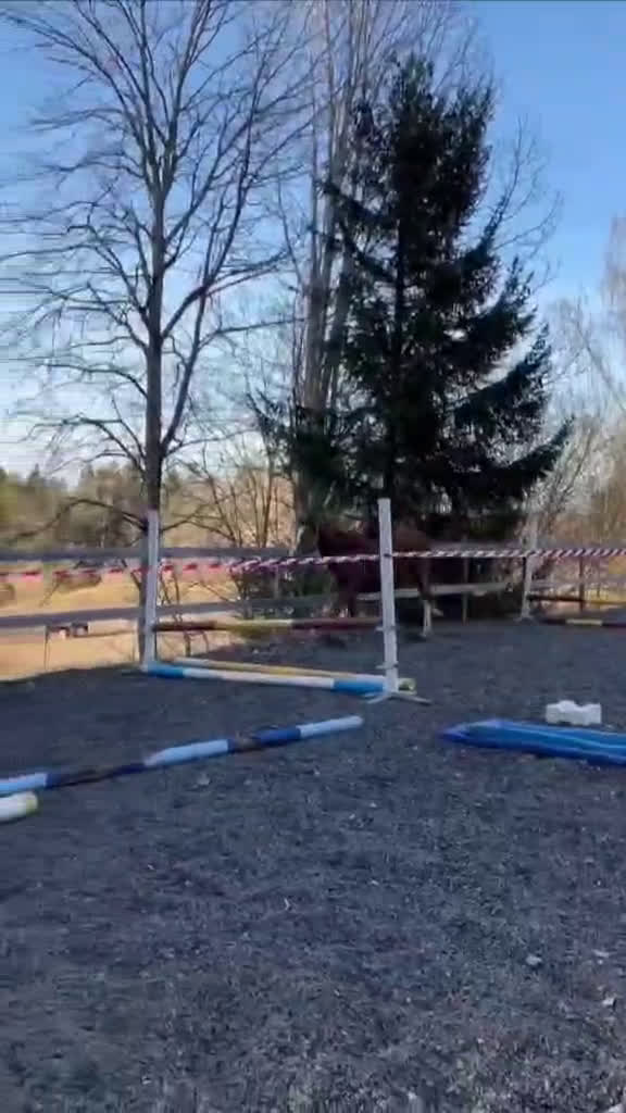 Hoppning hästar till salu: 🌟Joinville🌟 f.2024 hopp/fälttävlan i Sköldinge - Video 1