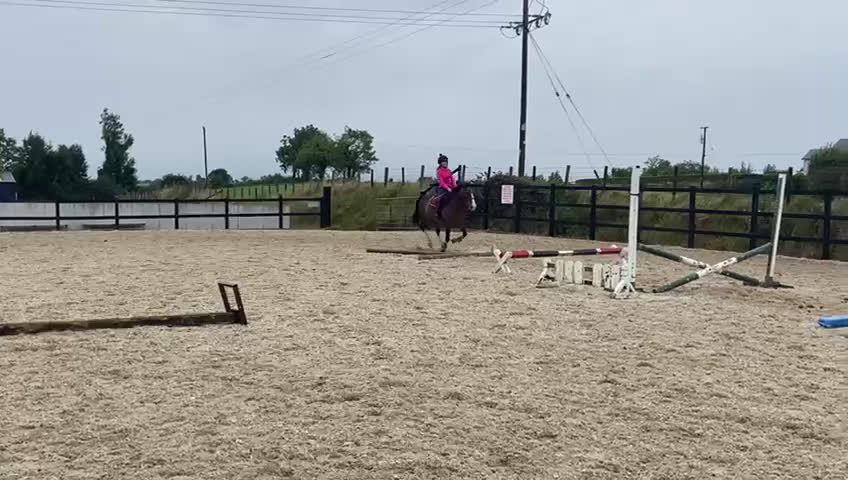 Hoppning hästar till salu: Welsh gelding 140cm i Ljungby - Video 3