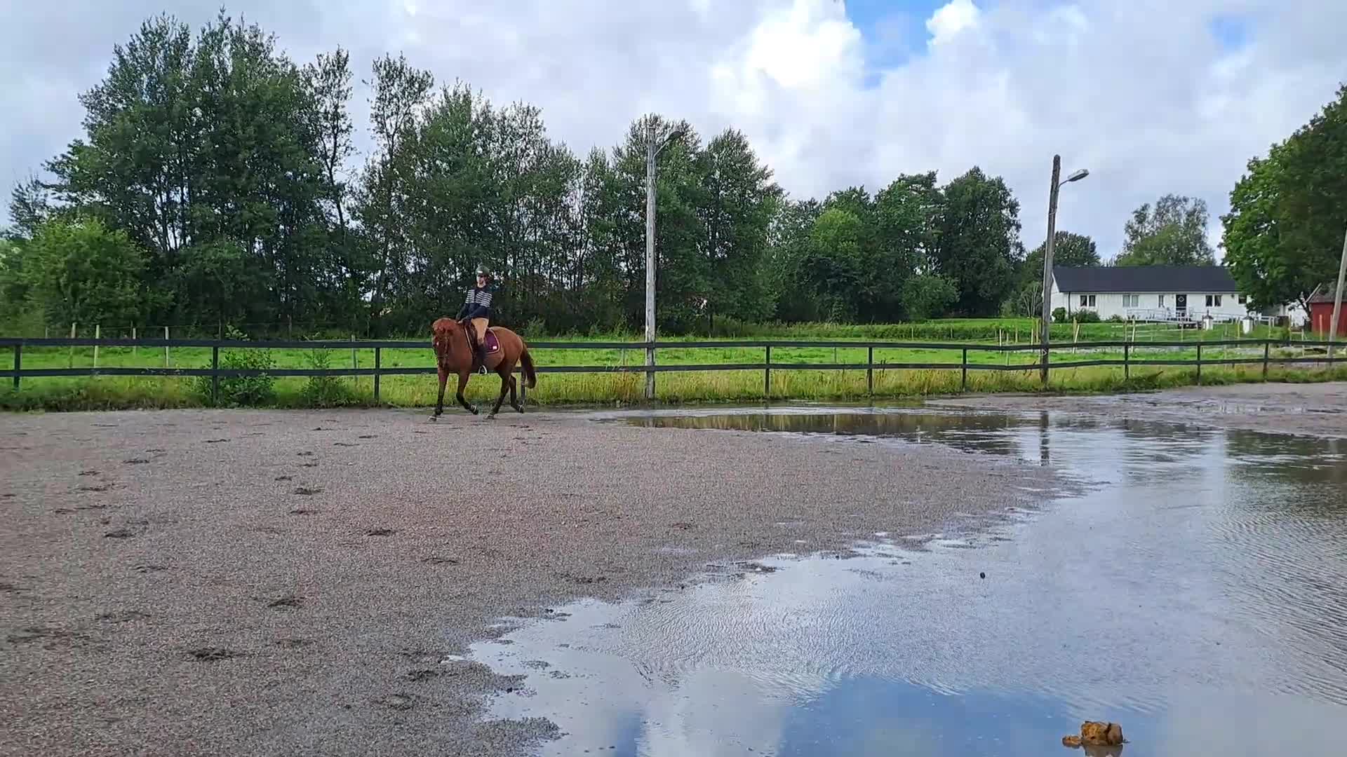 Allround hästar till salu: För den lugna och trygga personen - Video 1