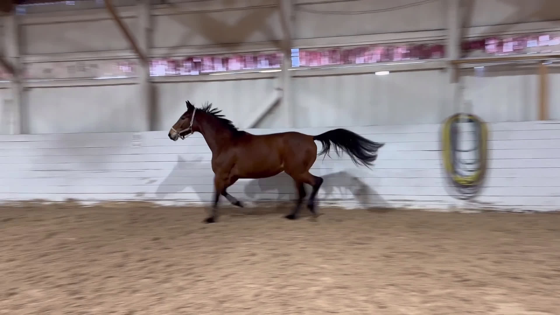 Hoppning hästar till salu: Trevlig 4åring i Åtvidaberg - Video 1