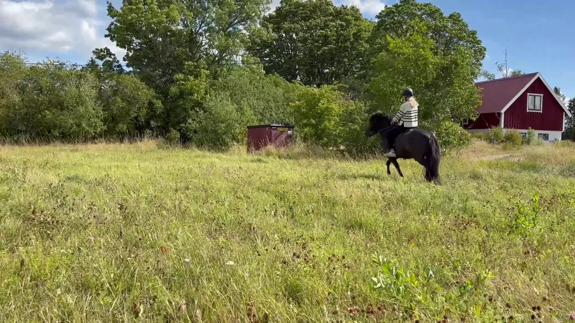 Island hästar till salu: Utstrålning, power och kapacitet över det vanliga - Video 3
