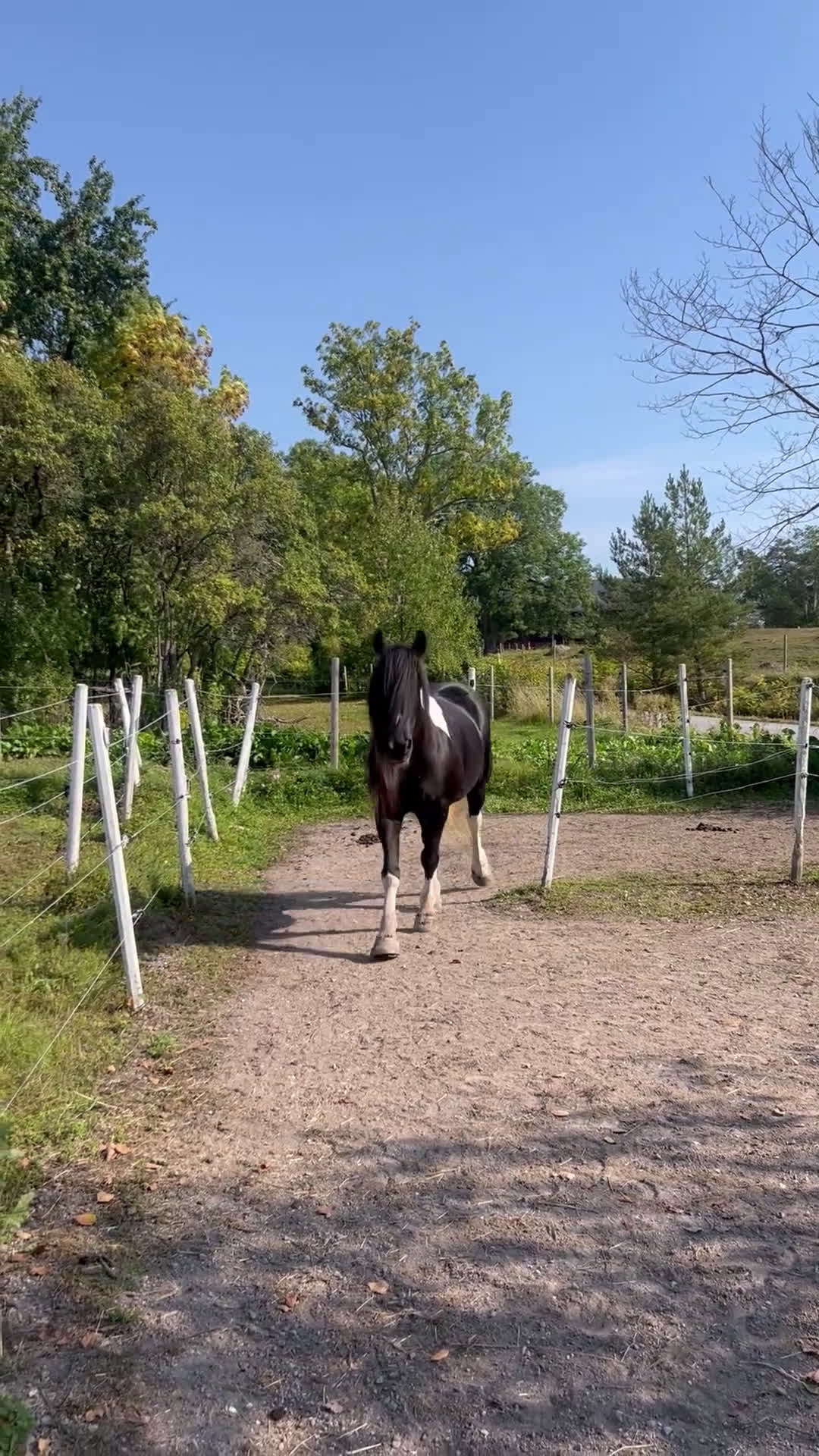 Allround hästar till salu: Vacker drömponny i Uppsala - Video 2