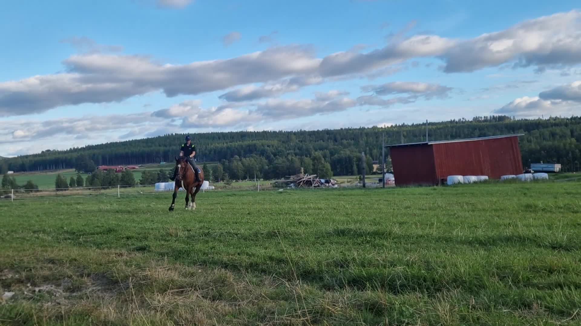 Hoppning hästar till salu: Fin Fyraåring  i Viksjöfors - Video 5