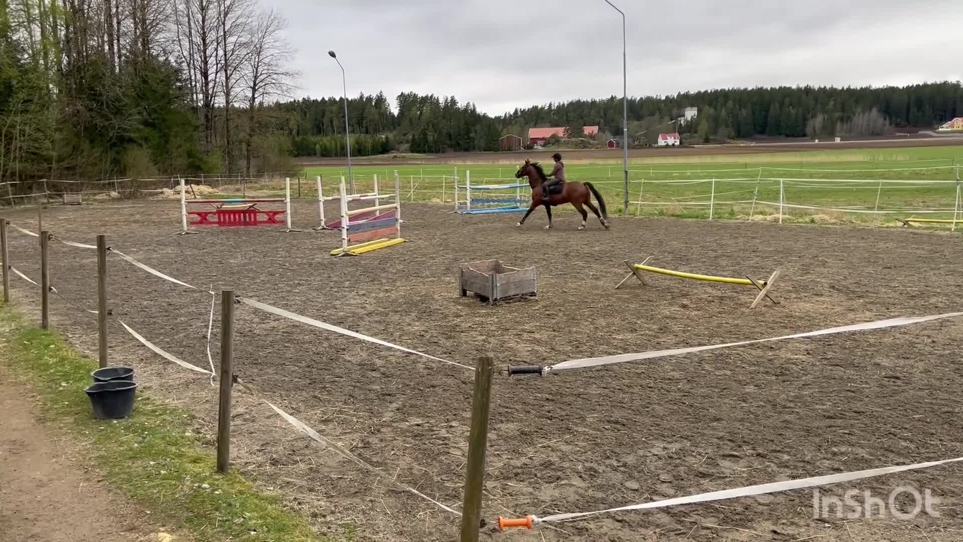Allround hästar till salu:  Abbe /Valack -14 e. Kannan - Video 1