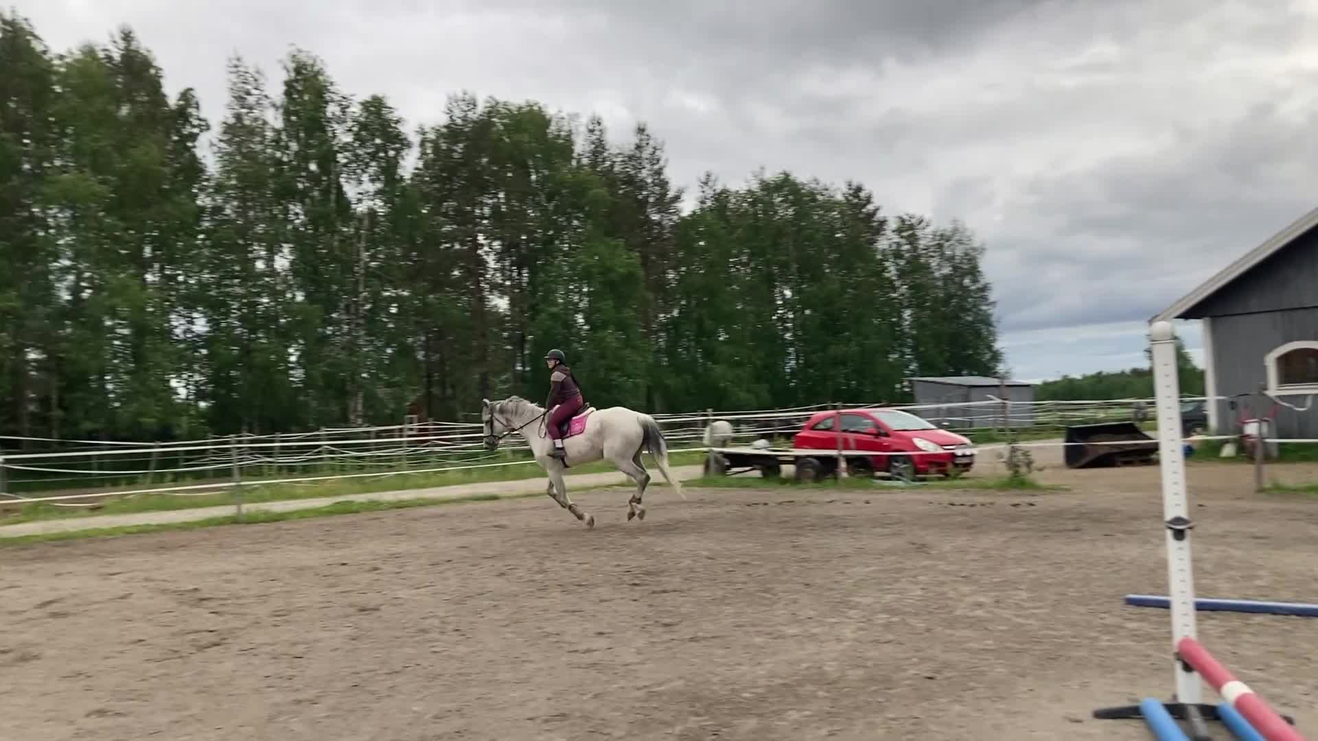 Allround hästar till salu: En bästa vän i Umeå - Video 1