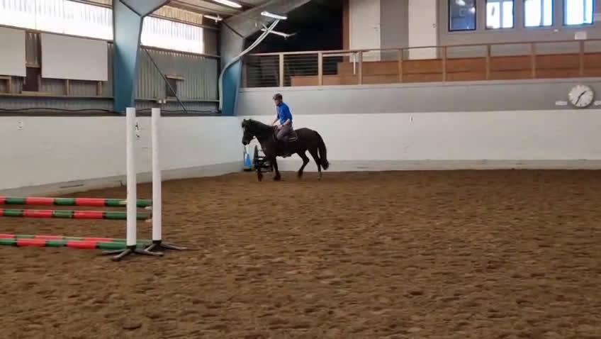 Hoppning hästar till salu: Talangfull sportponny - Video 5