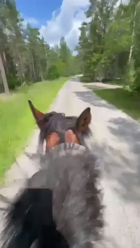 Allround hästar till salu: One in a million, vår älskade ponny söker sitt hem i Ärla - Video 5