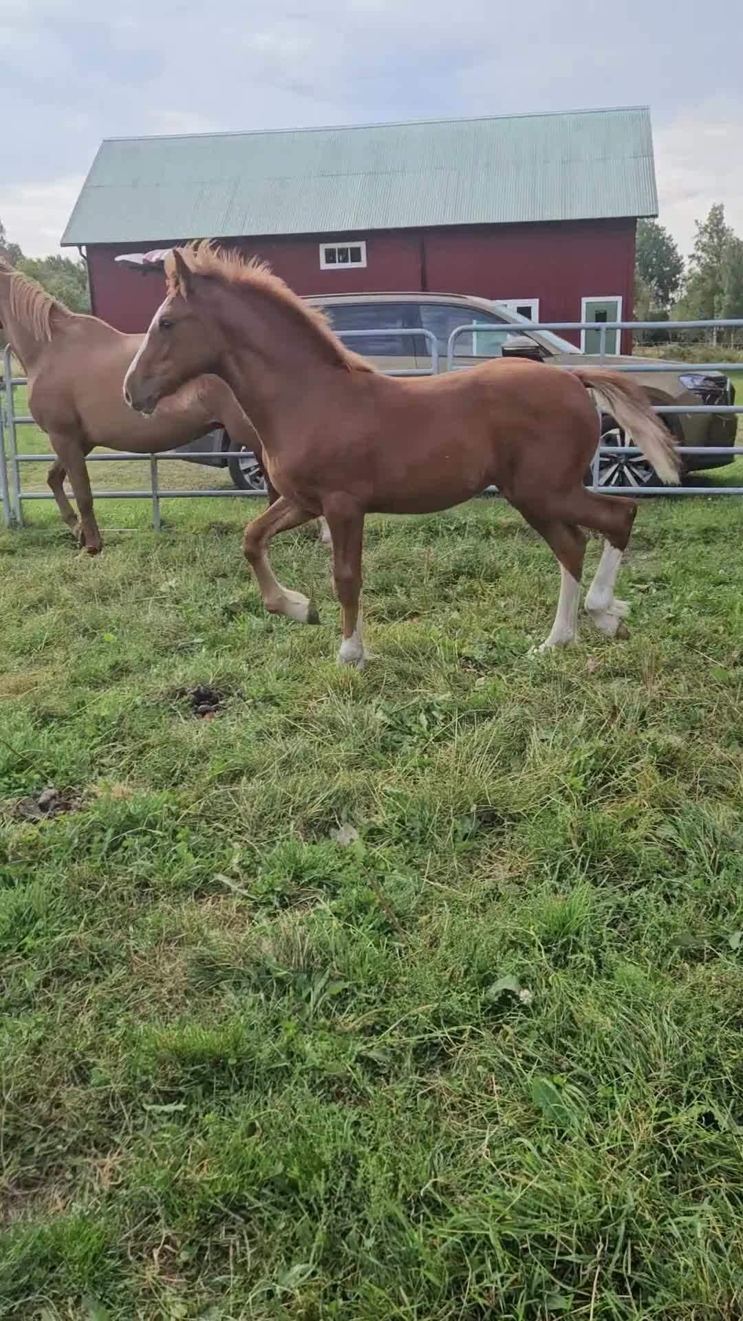 Allround hästar till salu: Superfina Cassandra irish cob/vbl - Video 2