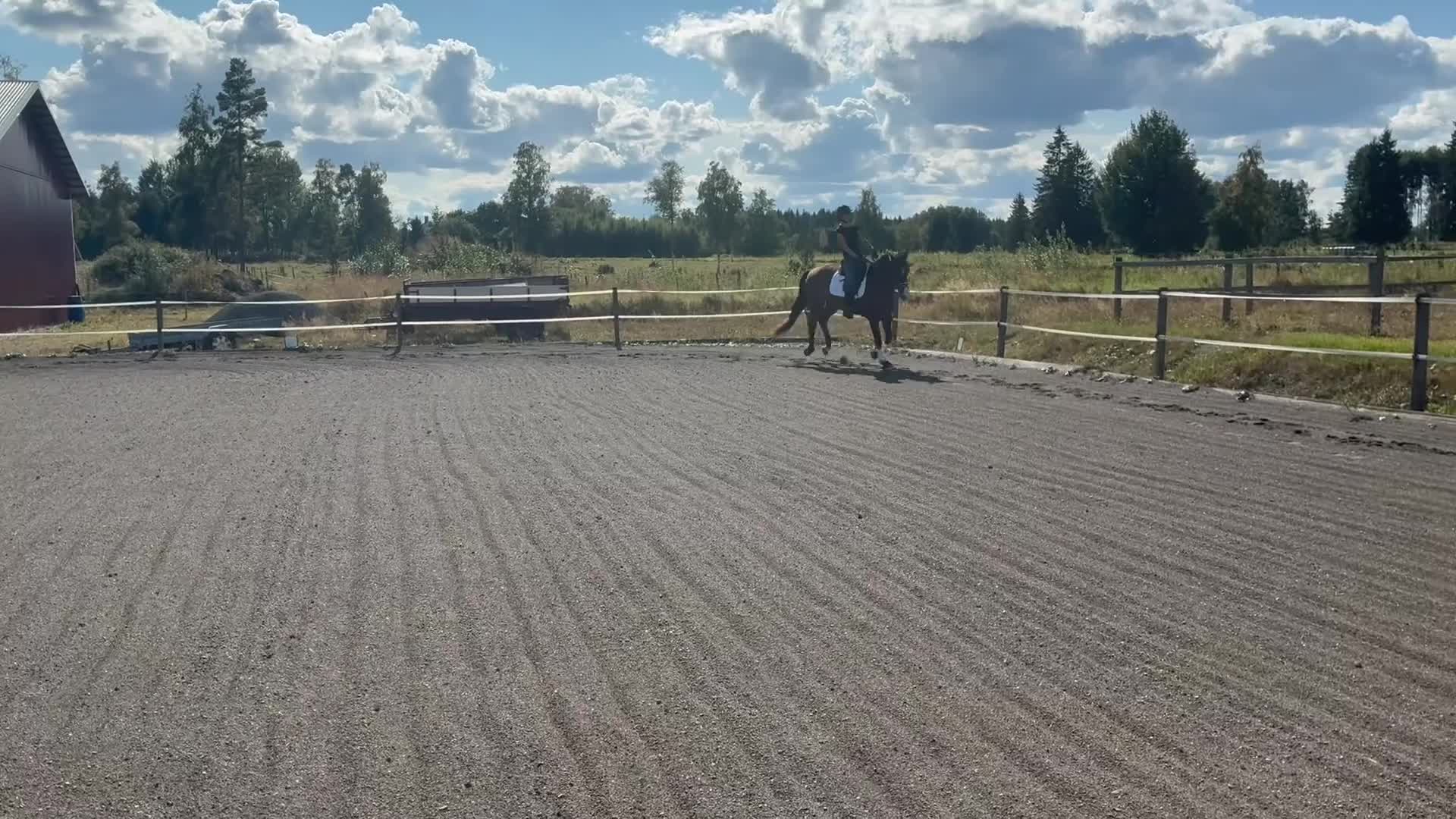 Dressyr hästar till salu: Lovande dressyrhäst - Video 2
