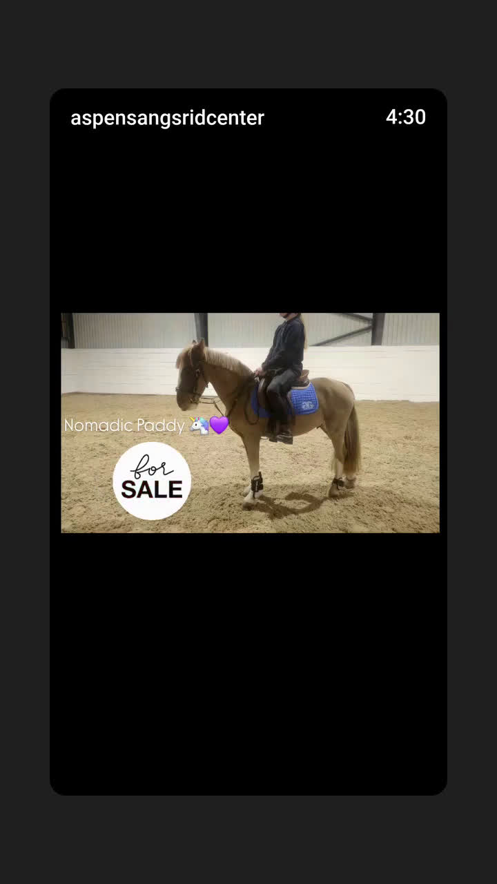 Allround hästar till salu: Underbar bästa vän! i Lindesberg - Video 1