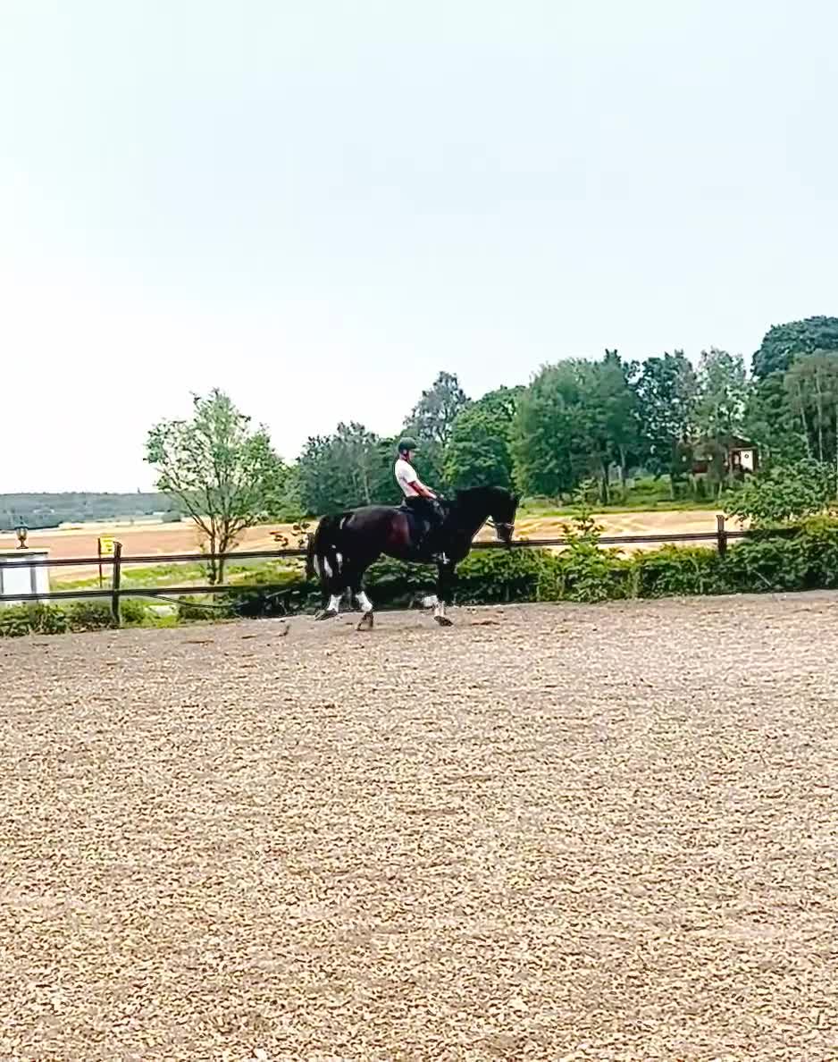 Dressyr hästar till salu: Valack med potential fyndpris - Video 1