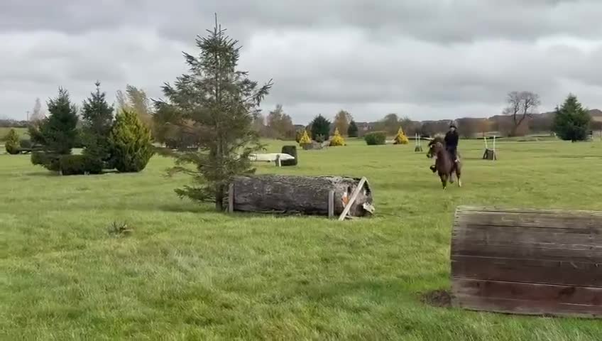 Hoppning hästar till salu: Power pony vurderes solgt - Video 4