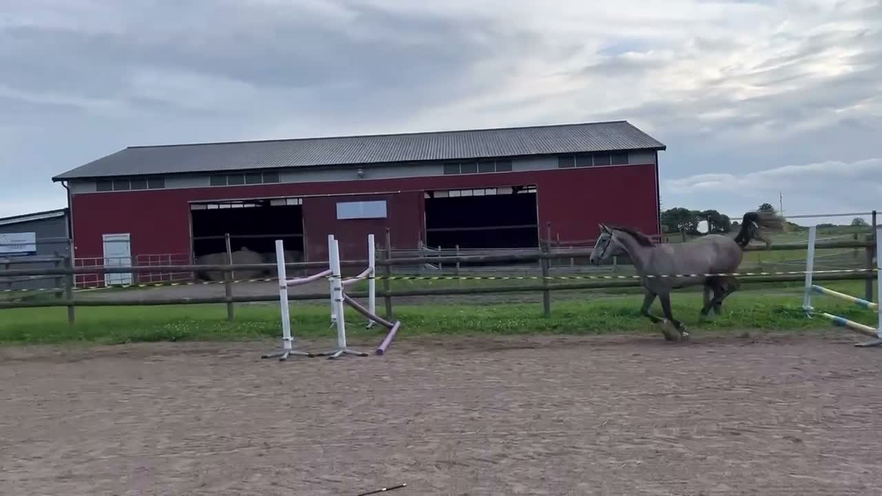 Hoppning hästar till salu: Lovande 3-årig valack för hoppning i Vartofta - Video 2