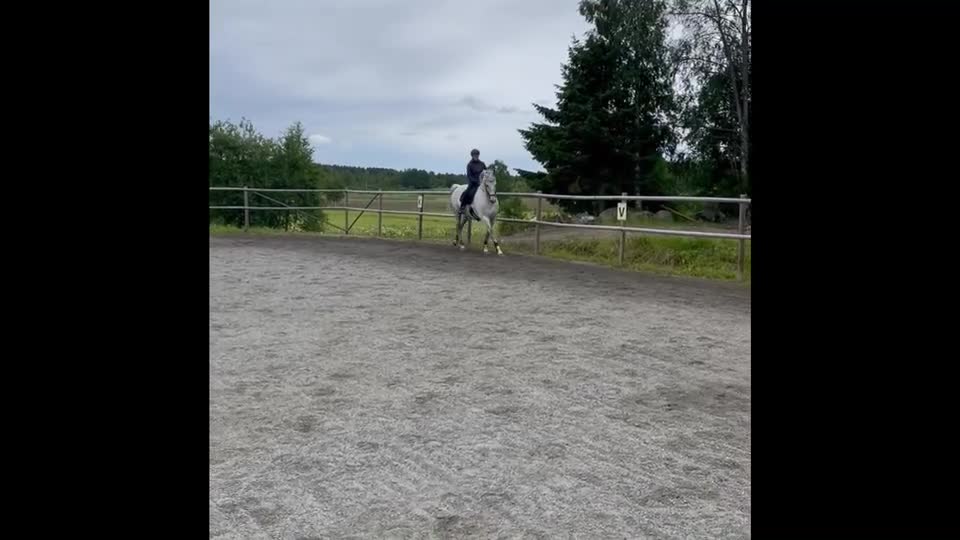Dressyr hästar till salu: Snäll och trygg dressyrhäst - Video 1