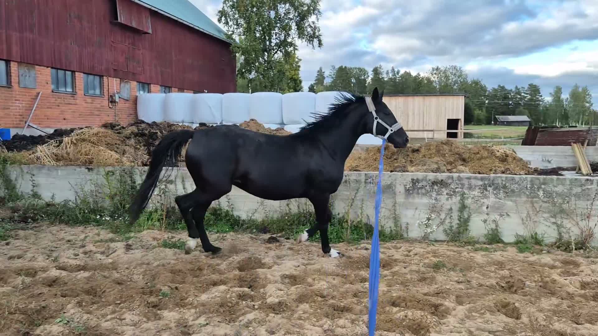 Allround hästar till salu: 🐎 Svart 5-årigt kvalitetssto med fint temperament - Video 3