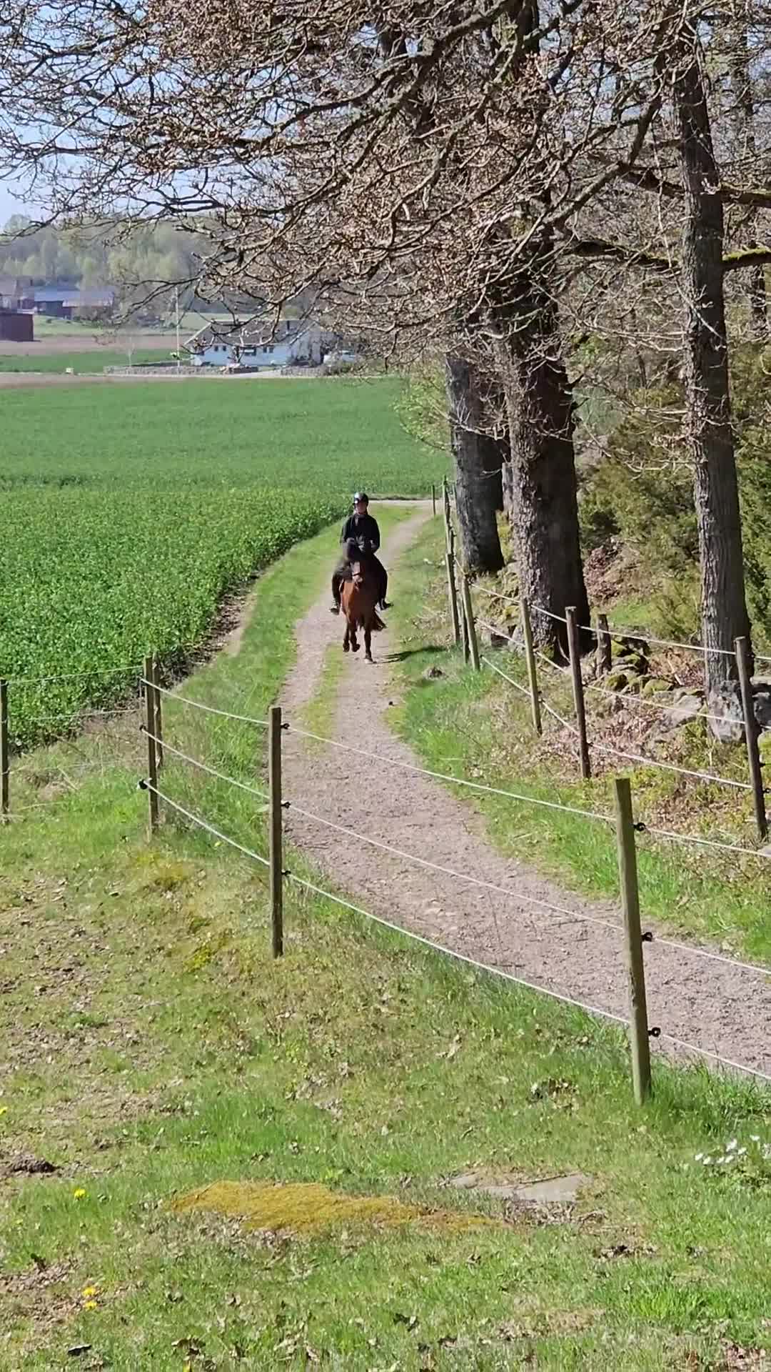 Island hästar till salu: Charmig islandshäst  i Heberg - Video 2