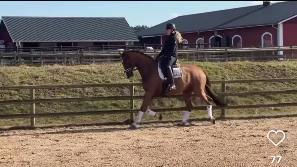 Dressyr hästar till salu: Lättriden, välutbildad valack med potential - Video 1