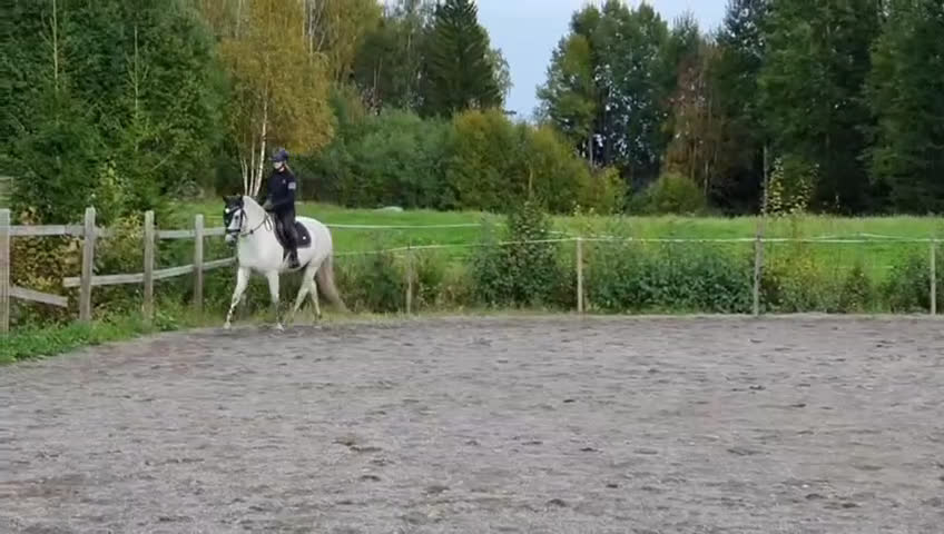 Allround hästar till salu: Unghäst som blir det du gör han till i Sundsvall - Video 4