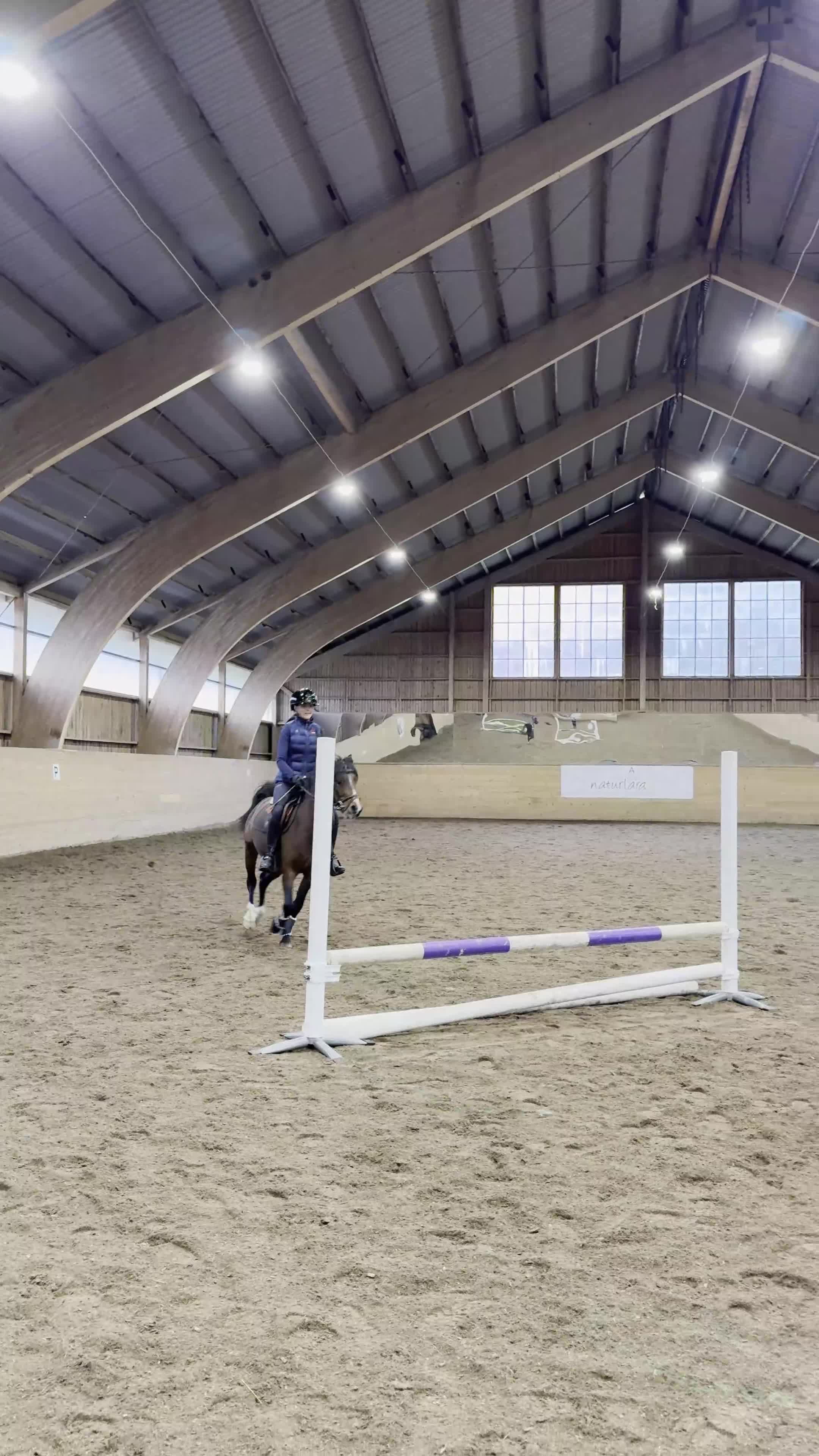 Allround hästar till salu: Perfekta allroundponnyn! - Video 3