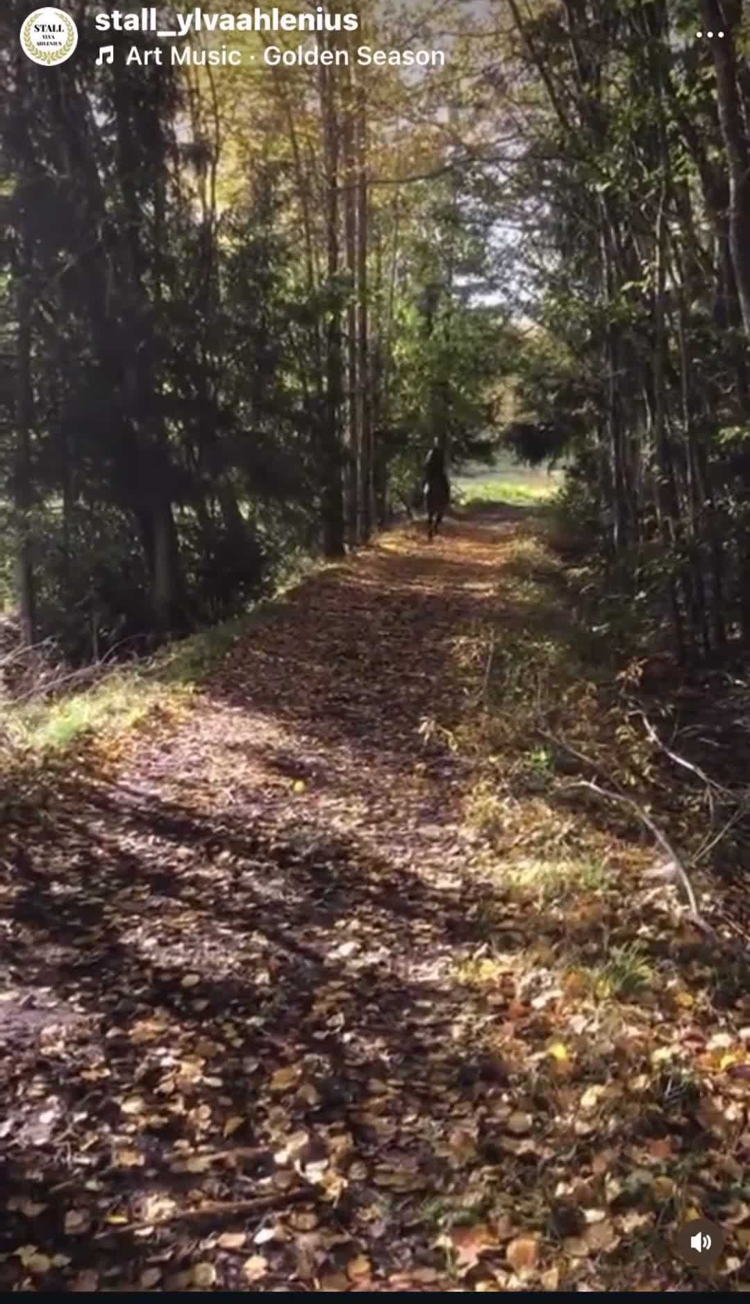 Dressyr hästar till salu: Underbar valack med utstrålning! - Video 2