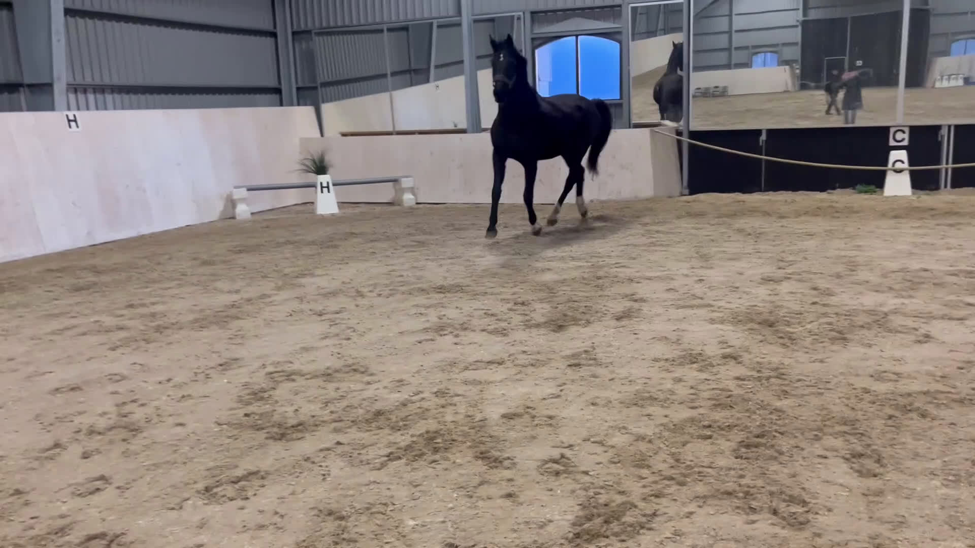 Avelshästar hästar till salu: Svart Avelssto med toppstam - Video 4