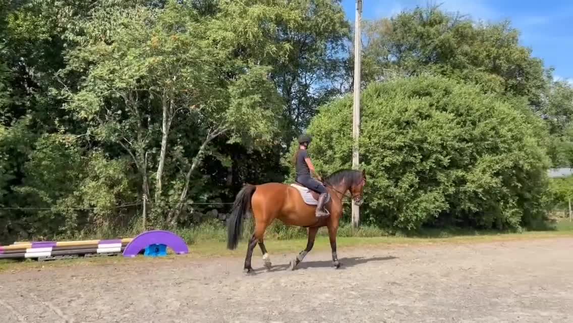 Allround hästar till salu: Lyxig hobbyhäst eller blivande ridskolepärla - Video 1