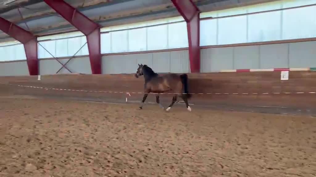 Hoppning hästar till salu: 3åring exceptionell stam & stor framtidspotential  - Video 1