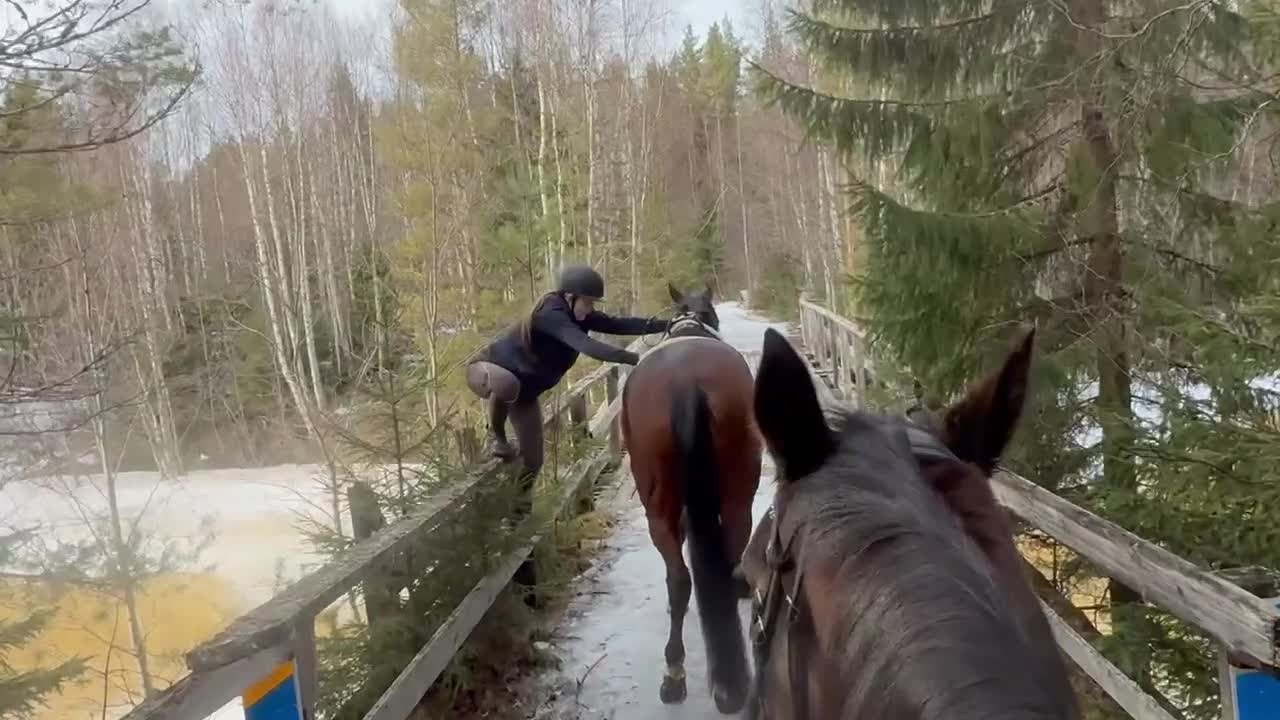 Allround hästar till salu: Snäll valack  - Video 1