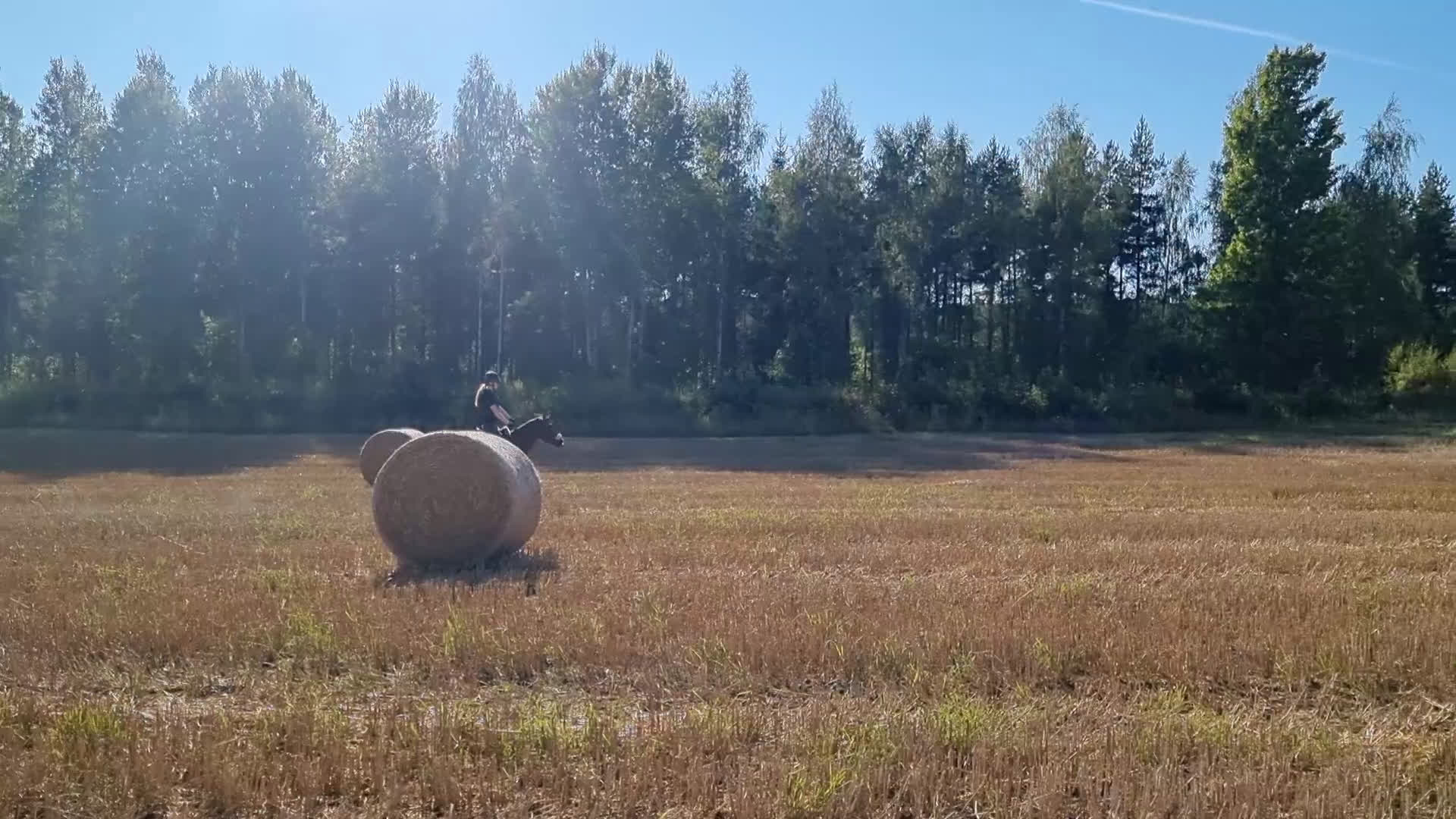 Allround hästar till salu: Gudasnäll skogsmulle i Motala - Video 2