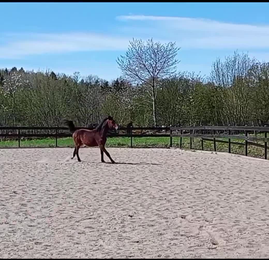 Allround hästar till salu: SWB val f 2024. Fint temperament och härlig gång! - Video 1