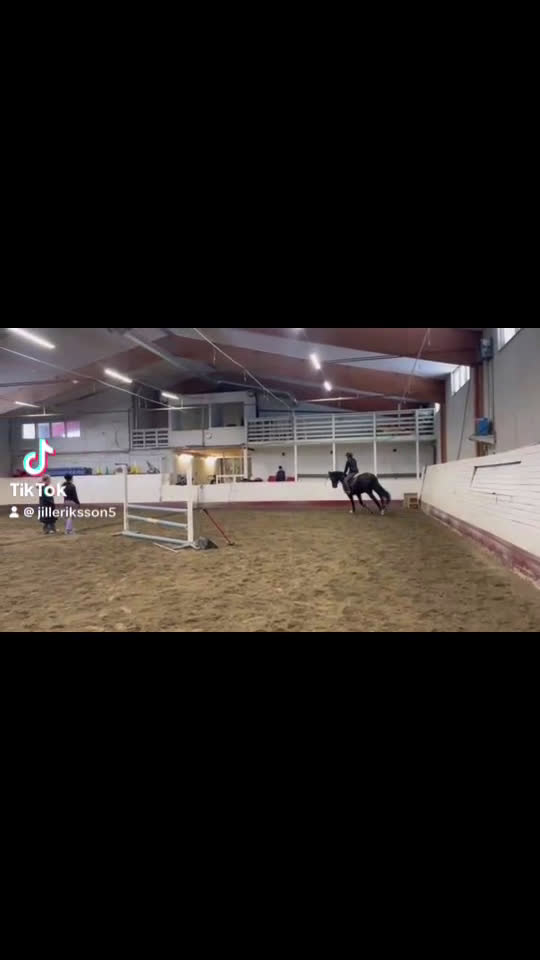 Allround hästar till salu: Vackert sto - Video 1