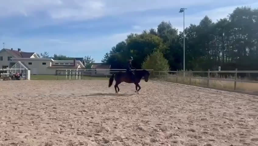 Hoppning hästar till salu: Charmig 4-årig ridponny valack i Skara - Video 1