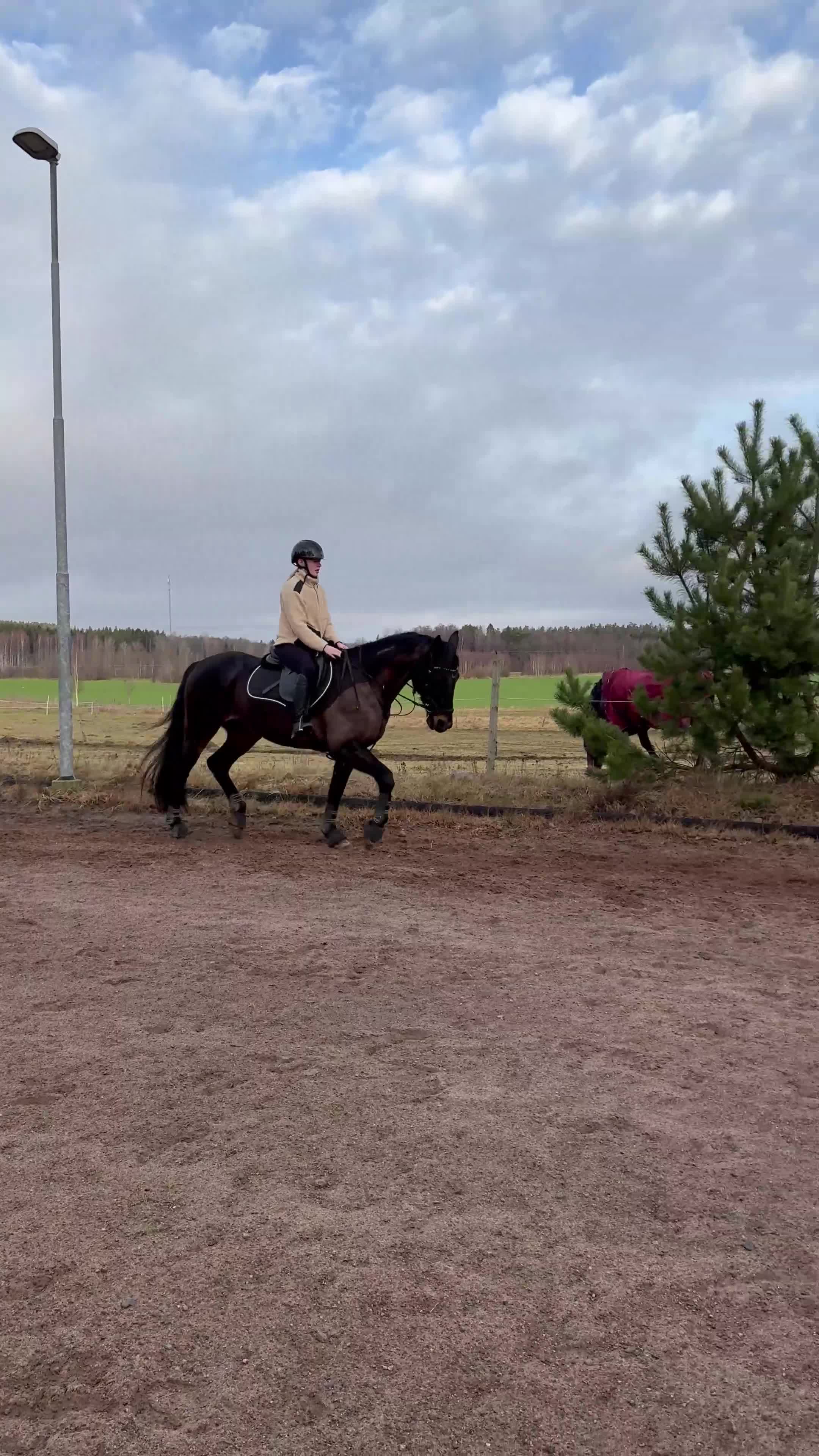 Allround hästar till salu: Våran älskade Quantum Amaretto till salu - Video 2