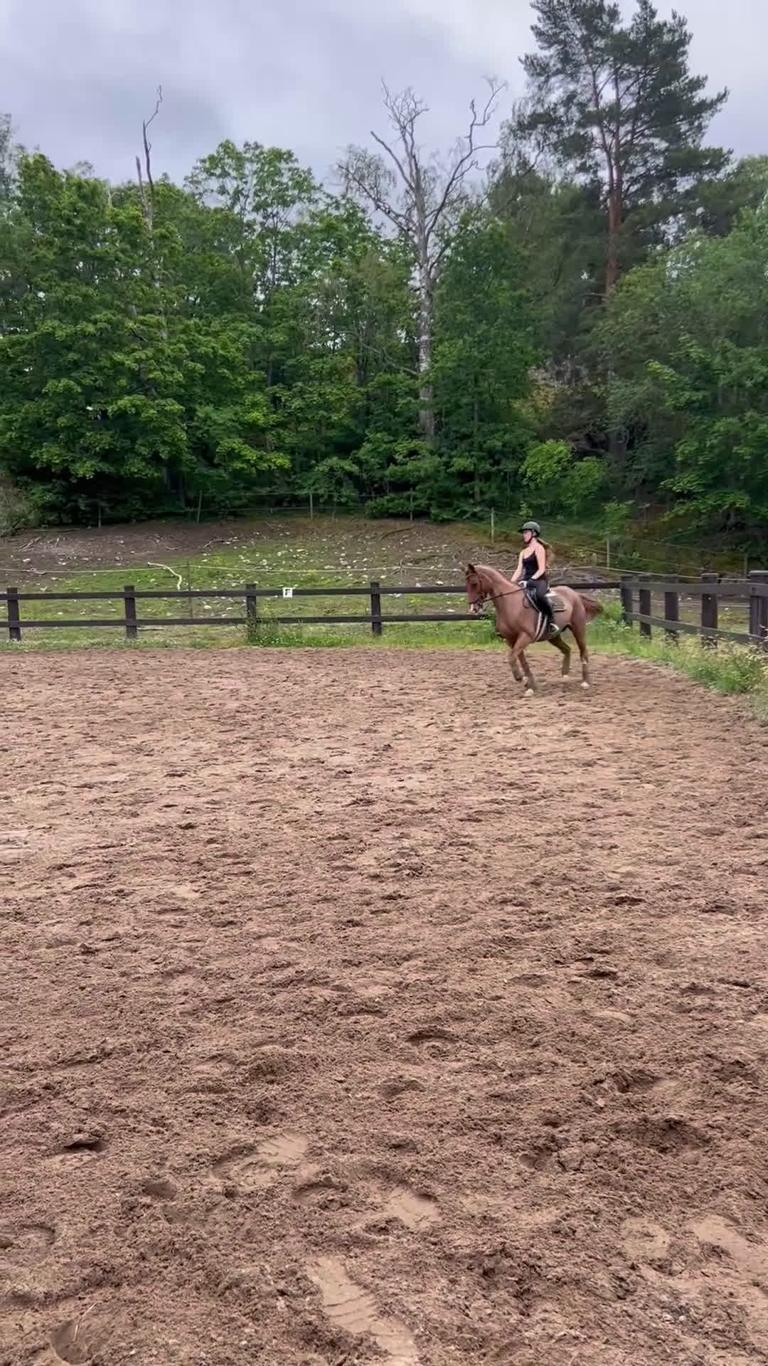 Allround hästar till salu: Rosettplockare och multitalang  i Gusum - Video 3