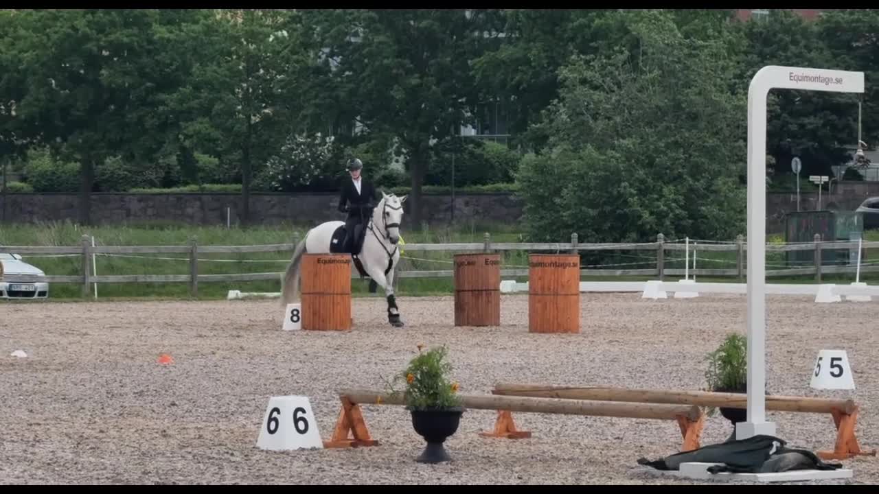 Working Equitation hästar till salu: Utvecklingsbar lusitanovalack🌟 - Video 2
