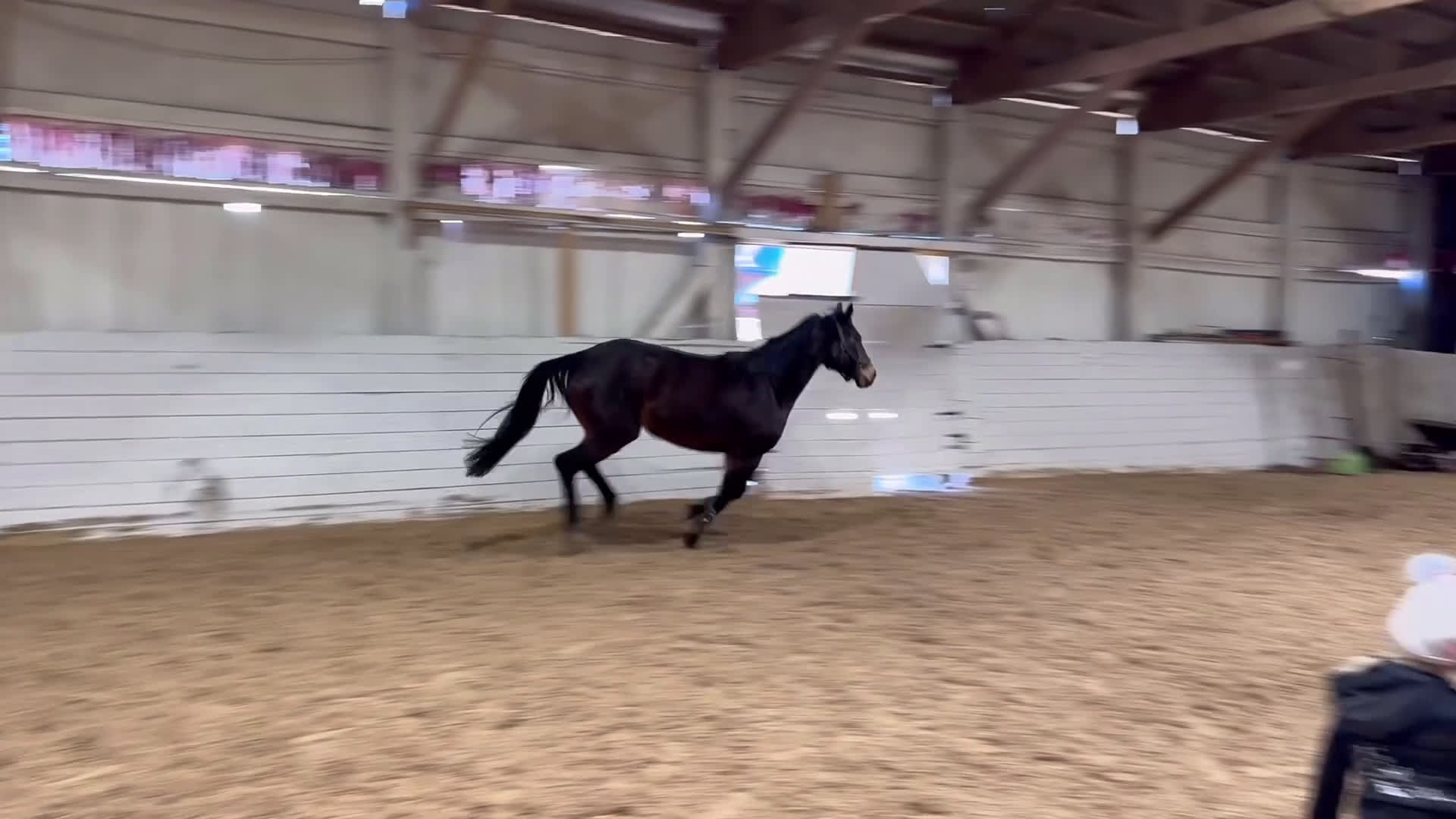 Hoppning hästar till salu: Trevlig 4åring - Video 2