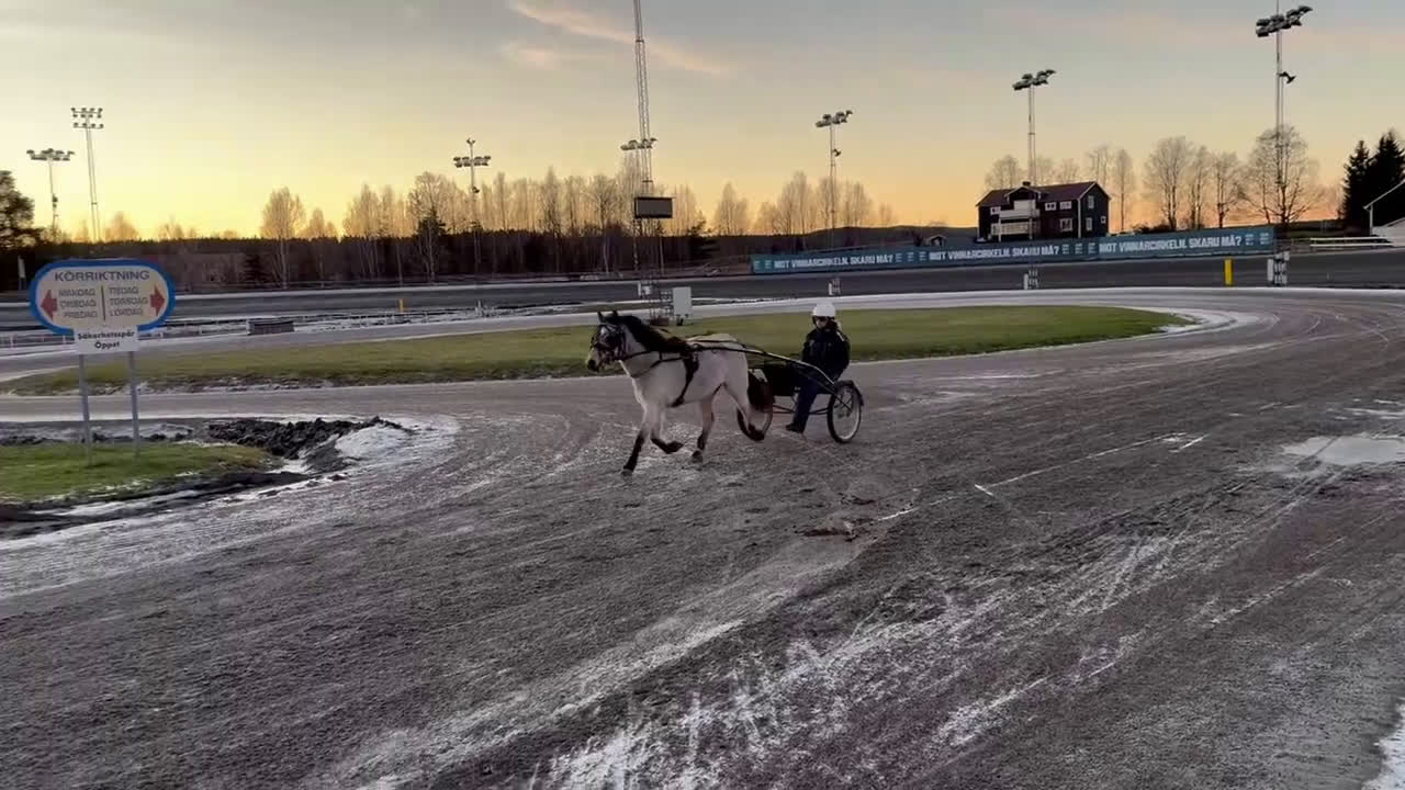 Allround hästar till salu: Diplomsto 40p med 9:a på traven i Sundsvall - Video 1