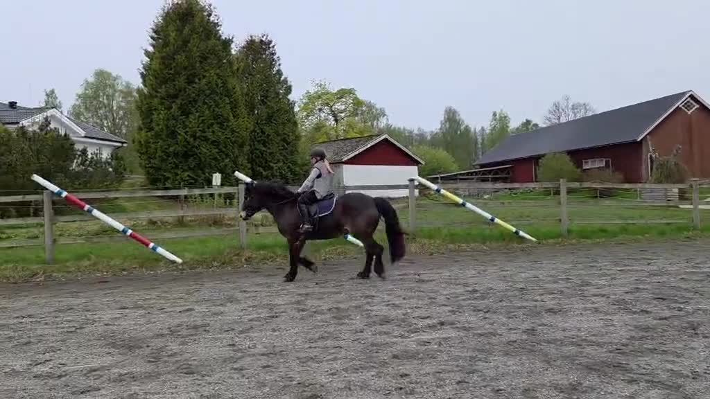 Allround hästar sökes: En bästa vän FINNES - Video 1