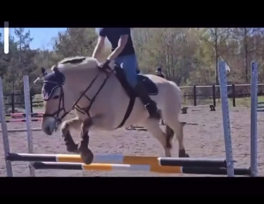  medryttarhäst finnes: Dressyr intresserad ryttare sökes till Fjording i Västerhaninge - Video 3