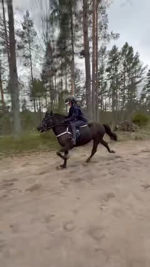 Trav hästar till salu: Perfekta tävlingsponnyn! i Umeå - Video 1