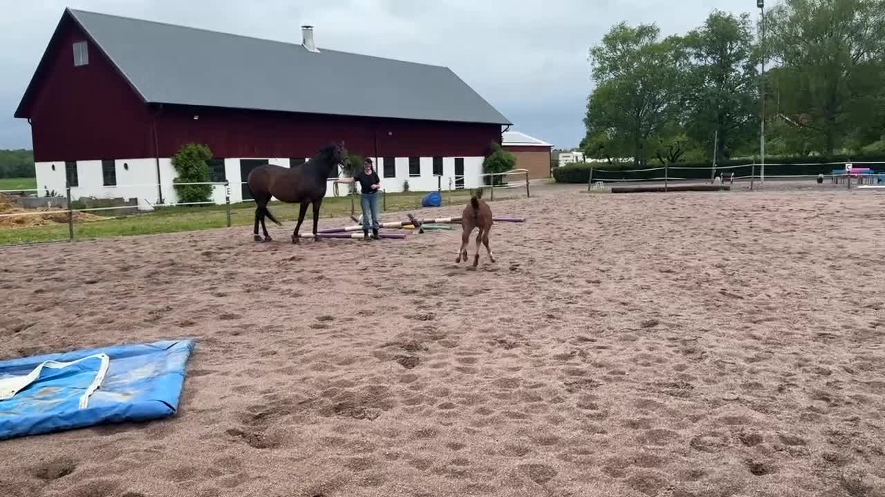 Dressyr hästar till salu: Härligt dressyrsto för framtiden - Video 2